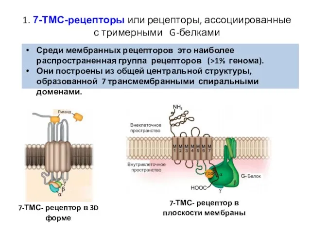 1. 7-ТМС-рецепторы или рецепторы, ассоциированные с тримерными G-белками Среди мембранных рецепторов это