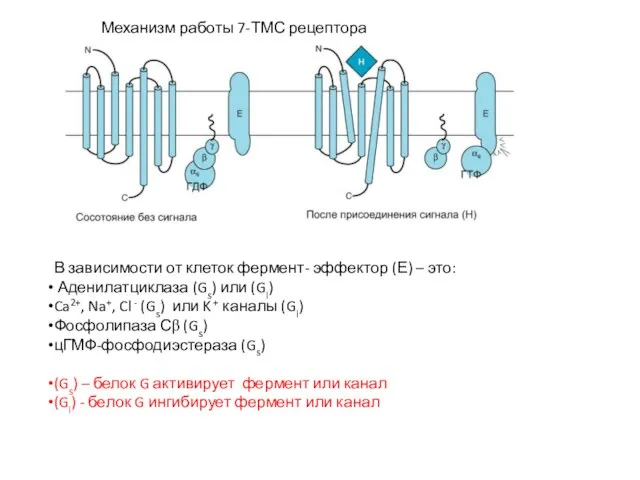 Механизм работы 7-ТМС рецептора В зависимости от клеток фермент- эффектор (Е) –