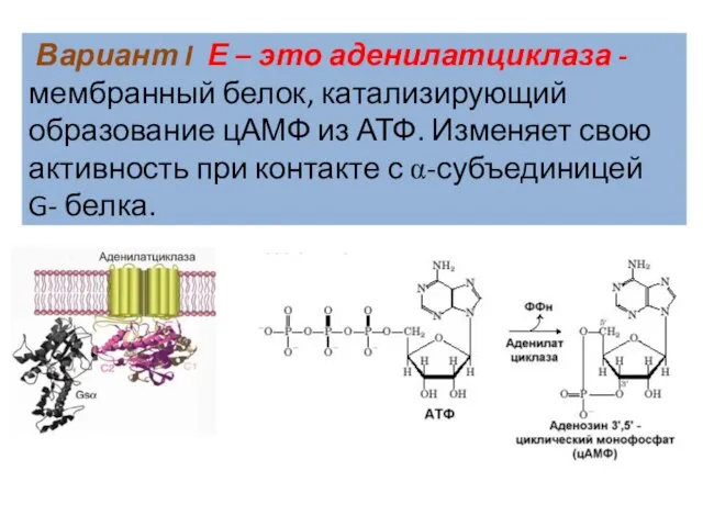 Вариант I Е – это аденилатциклаза - мембранный белок, катализирующий образование цАМФ