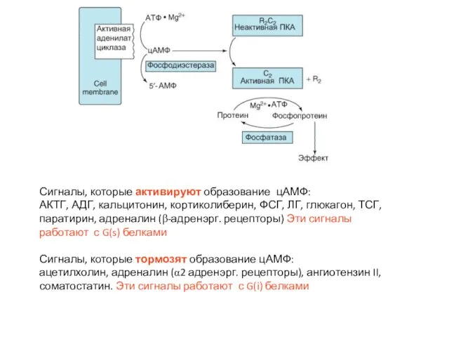 Сигналы, которые активируют образование цАМФ: АКТГ, АДГ, кальцитонин, кортиколиберин, ФСГ, ЛГ, глюкагон,