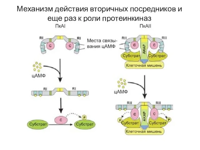 Механизм действия вторичных посредников и еще раз к роли протеинкиназ