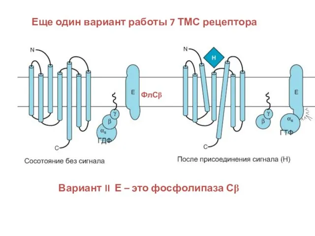 Еще один вариант работы 7 ТМС рецептора Вариант II Е – это фосфолипаза Сβ ФлСβ