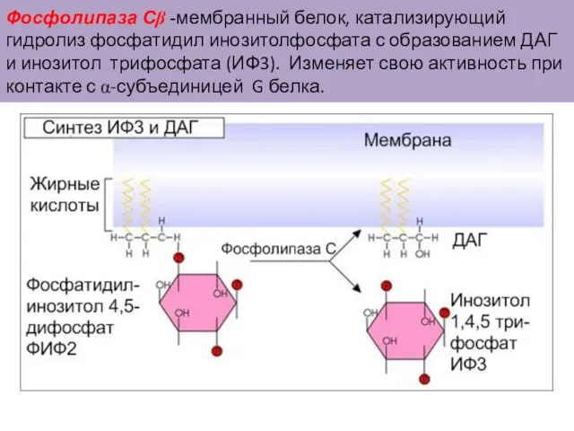 Фосфолипаза Сβ -мембранный белок, катализирующий гидролиз фосфатидил инозитолфосфата с образованием ДАГ и