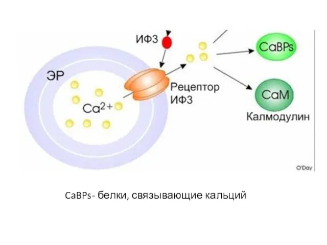 CaBPs- белки, связывающие кальций