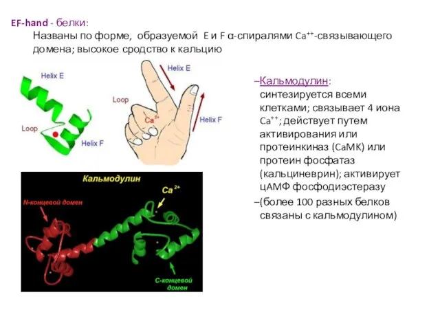 EF-hand - белки: Названы по форме, образуемой E и F α-спиралями Ca++-связывающего