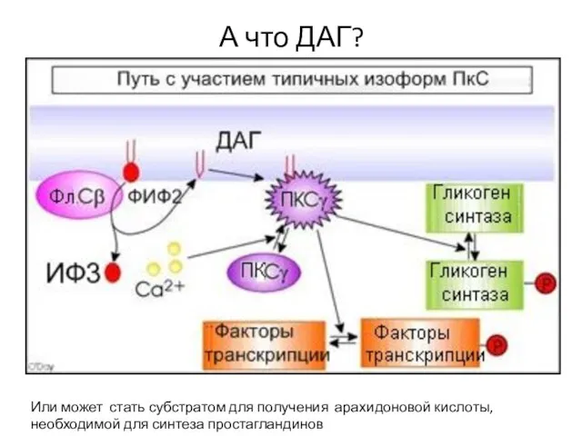 А что ДАГ? Или может стать субстратом для получения арахидоновой кислоты, необходимой для синтеза простагландинов