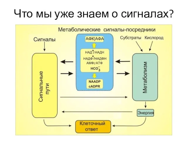 Что мы уже знаем о сигналах?