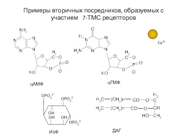 Примеры вторичных посредников, образуемых с участием 7-ТМС рецепторов OPO32- Ca2+ цАМФ цГМФ И3Ф ДАГ