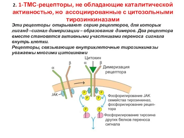 2. 1-ТМС-рецепторы, не обладающие каталитической активностью, но ассоциированные с цитозольными тирозинкиназами Эти