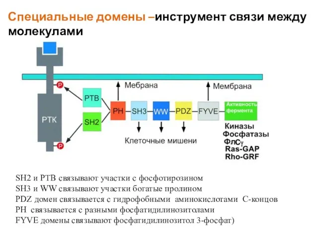 SH2 и PTB связывают участки с фосфотирозином SH3 и WW связывают участки