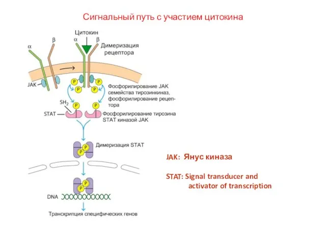 Сигнальный путь с участием цитокина JAK: Янус киназа STAT: Signal transducer and activator of transcription