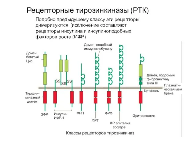 Рецепторные тирозинкиназы (РТК) Подобно предыдущему классу эти рецепторы димеризуются (исключение составляют рецепторы