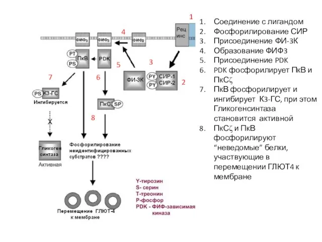 Соединение с лигандом Фосфорилирование СИР Присоединение ФИ-3К Образование ФИФ3 Присоединение PDK PDK