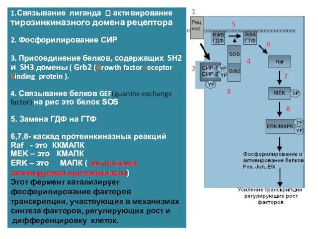 1.Связывание лиганда ? активирование тирозинкиназного домена рецептора 2. Фосфорилирование СИР 3. Присоединение