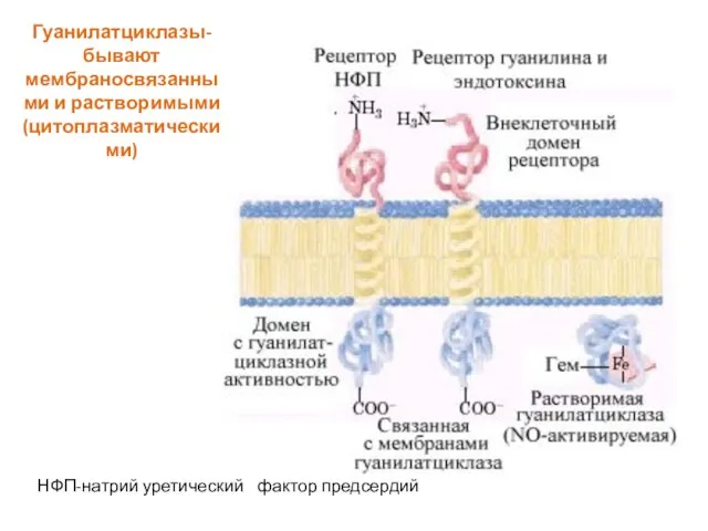 Гуанилатциклазы- бывают мембраносвязанными и растворимыми (цитоплазматическими) НФП-натрий уретический фактор предсердий