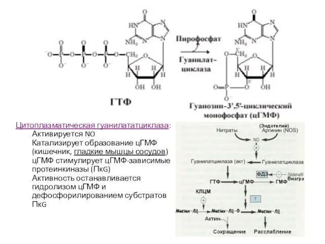 Цитоплазматическая гуанилататциклаза: Активируется NO Катализирует образование цГМФ (кишечник, гладкие мышцы сосудов) цГМФ