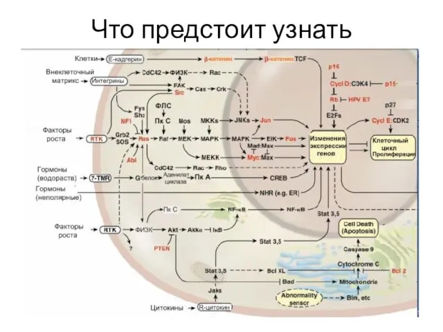 Что предстоит узнать