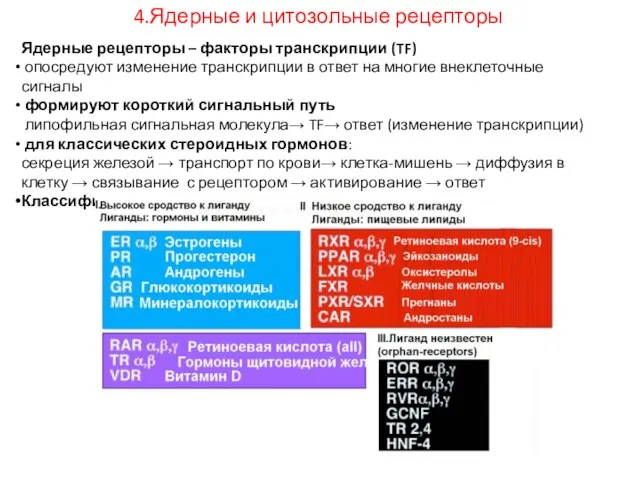 4.Ядерные и цитозольные рецепторы Ядерные рецепторы – факторы транскрипции (TF) опосредуют изменение