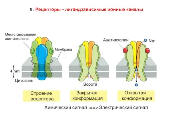 5 . Рецепторы – лигандзависимые ионные каналы