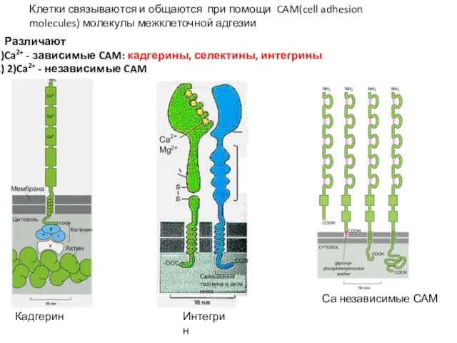 Различают Ca2+ - зависимые CAM: кадгерины, селектины, интегрины 2)Ca2+ - независимые CAM