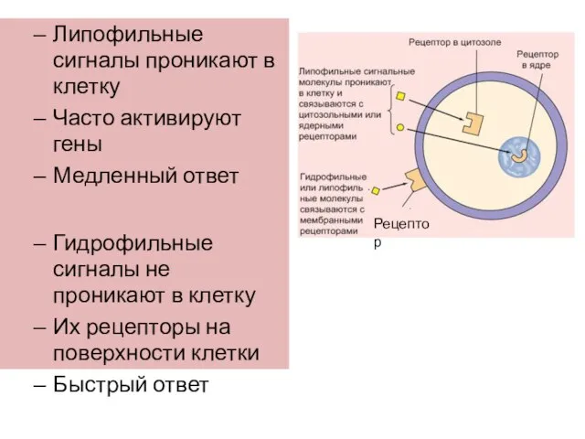 Липофильные сигналы проникают в клетку Часто активируют гены Медленный ответ Гидрофильные сигналы