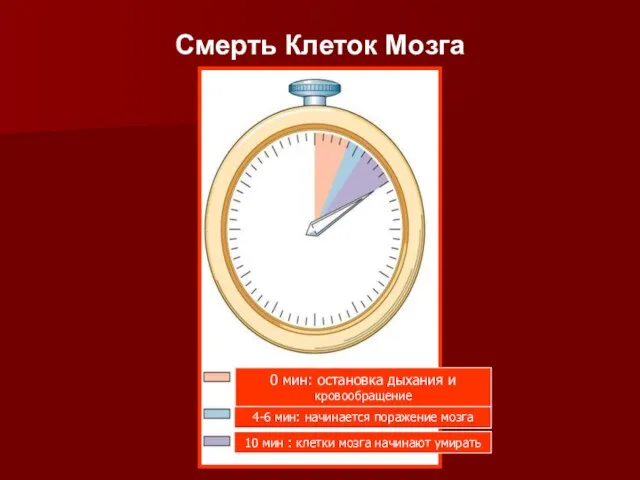 Смерть Клеток Мозга 4-6 мин: начинается поражение мозга 10 мин : клетки