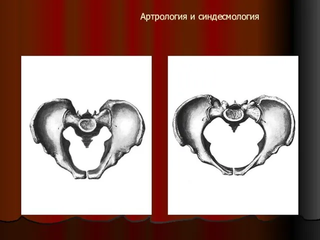 Артрология и синдесмология