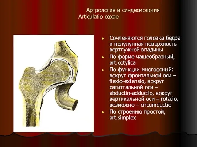 Артрология и синдесмология Articulatio coxae Сочленяются головка бедра и полулунная поверхность вертлужной