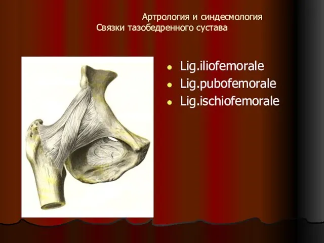 Артрология и синдесмология Связки тазобедренного сустава Lig.iliofemorale Lig.pubofemorale Lig.ischiofemorale