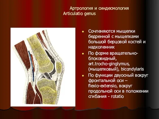 Артрология и синдесмология Articulatio genus Сочленяются мыщелки бедренной с мыщелками большой берцовой