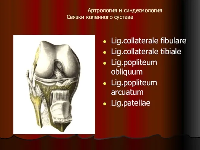 Артрология и синдесмология Связки коленного сустава Lig.collaterale fibulare Lig.collaterale tibiale Lig.popliteum obliquum Lig.popliteum arcuatum Lig.patellae