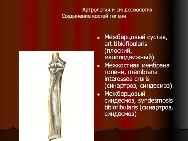 Aртрология и синдесмология Соединение костей голени Межберцовый сустав, art.tibiofibularis (плоский, малоподвижный) Межкостная