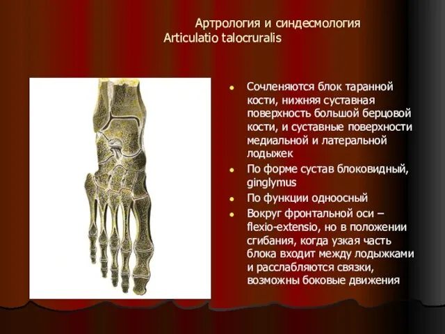 Артрология и синдесмология Articulatio talocruralis Сочленяются блок таранной кости, нижняя суставная поверхность