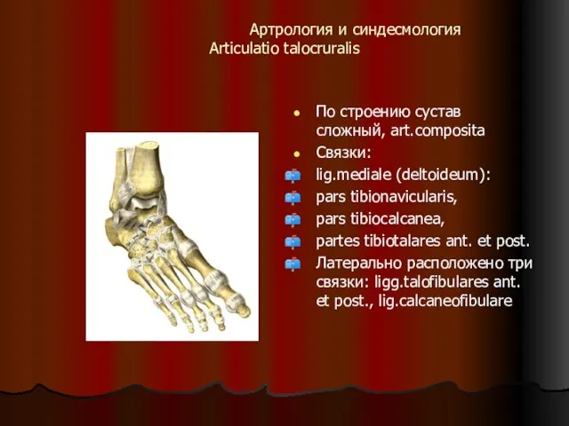 Артрология и синдесмология Articulatio talocruralis По строению сустав сложный, art.composita Связки: lig.mediale