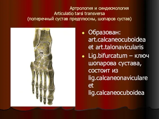 Артрология и синдесмология Articulatio tarsi transversa (поперечный сустав предплюсны, шопаров сустав) Образован: