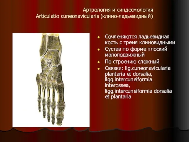 Артрология и синдесмология Articulatio cuneonavicularis (клино-ладьевидный) Сочленяются ладьевидная кость с тремя клиновидными