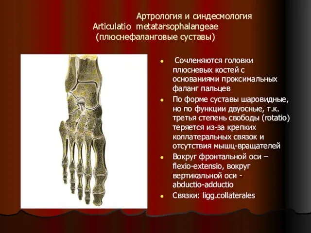 Артрология и синдесмология Articulatio metatarsophalangeae (плюснефаланговые суставы) Сочленяются головки плюсневых костей с