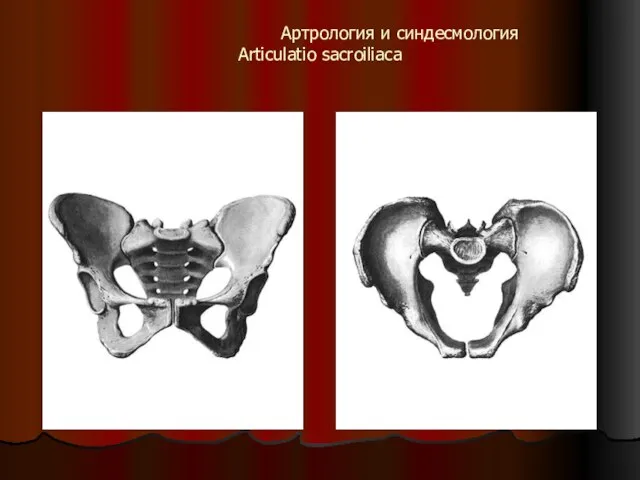 Артрология и синдесмология Articulatio sacroiliaca