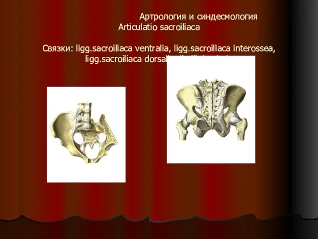 Артрология и синдесмология Articulatio sacroiliaсa Связки: ligg.sacroiliaca ventralia, ligg.sacroiliaca interossea, ligg.sacroiliaca dorsalia, lig.iliolumbale