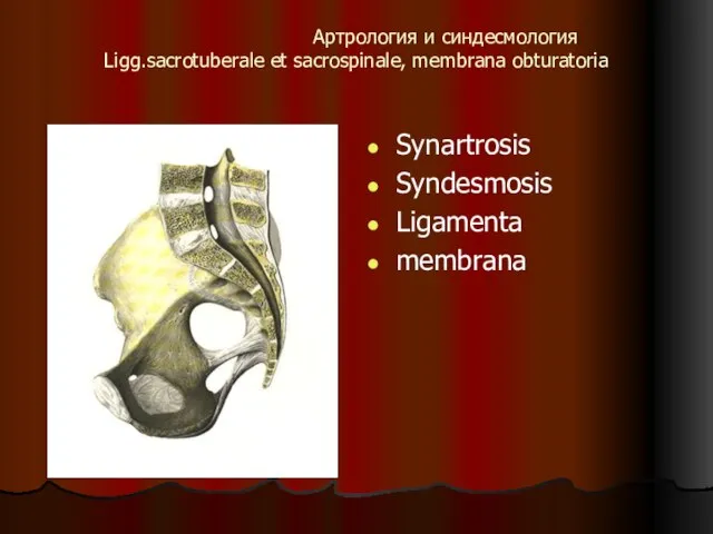 Артрология и синдесмология Ligg.sacrotuberale et sacrospinale, membrana obturatoria Synartrosis Syndesmosis Ligamenta membrana