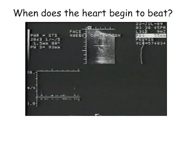 When does the heart begin to beat?