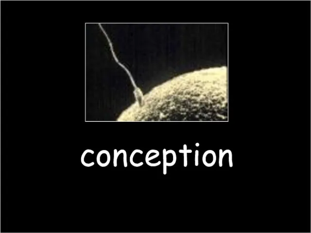 conception