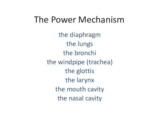 The Power Mechanism the diaphragm the lungs the bronchi the windpipe (trachea)