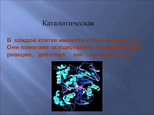 Каталитическая В каждой клетке имеются сотни ферментов. Они помогают осуществлять биохимические реакции, действуя как катализаторы.