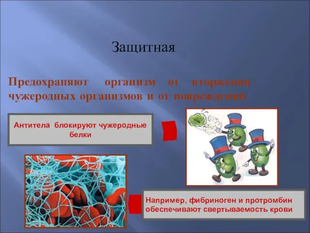 Защитная Например, фибриноген и протромбин обеспечивают свертываемость крови Антитела блокируют чужеродные белки