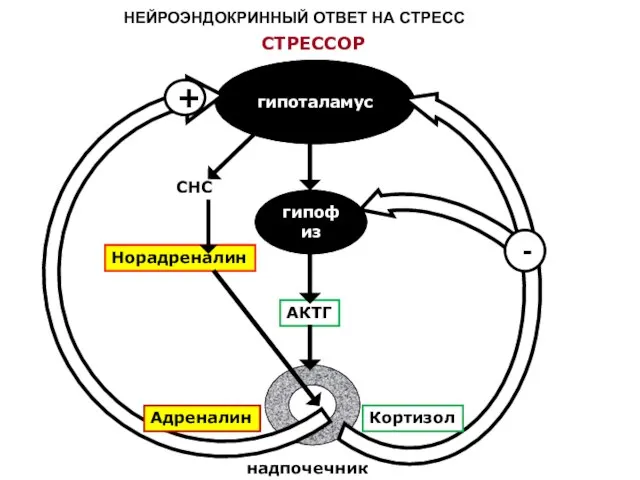 гипоталамус гипофиз надпочечник АКТГ СНС Норадреналин СТРЕССОР + - Кортизол Адреналин НЕЙРОЭНДОКРИННЫЙ ОТВЕТ НА СТРЕСС