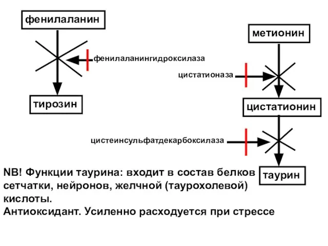 фенилаланин фенилаланингидроксилаза тирозин метионин цистатионин цистатионаза таурин цистеинсульфатдекарбоксилаза NB! Функции таурина: входит