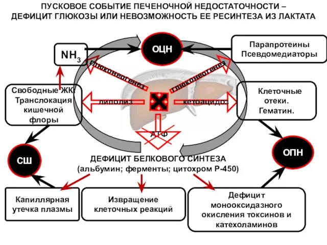 ДЕФИЦИТ БЕЛКОВОГО СИНТЕЗА (альбумин; ферменты; цитохром Р-450) Капиллярная утечка плазмы Свободные ЖК: