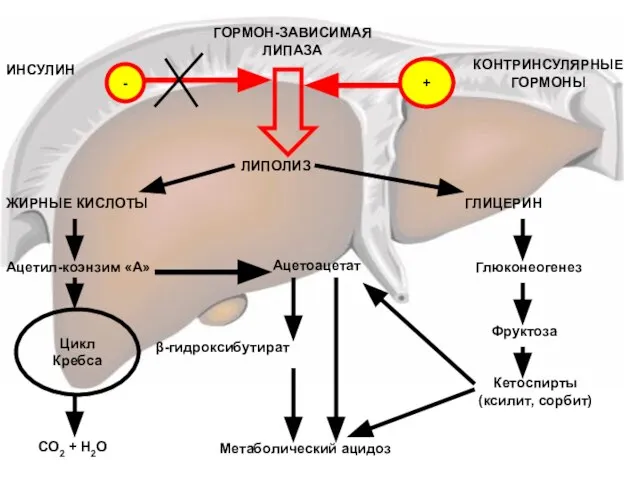 ИНСУЛИН - ГОРМОН-ЗАВИСИМАЯ ЛИПАЗА КОНТРИНСУЛЯРНЫЕ ГОРМОНЫ + ЛИПОЛИЗ ЖИРНЫЕ КИСЛОТЫ ГЛИЦЕРИН Ацетил-коэнзим