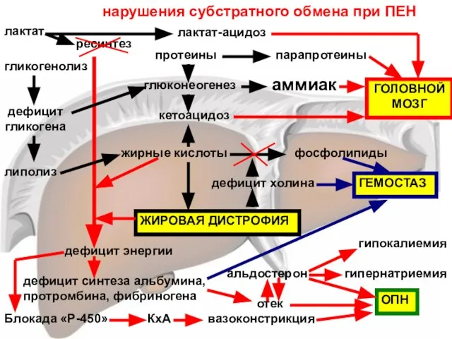 гликогенолиз протеины лактат глюконеогенез ресинтез дефицит гликогена липолиз жирные кислоты ЖИРОВАЯ ДИСТРОФИЯ